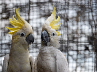 Yellow-crested cockatoo - De Zonnegloed - Animal park - Animal refuge centre 